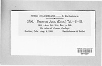 Uromyces junci image